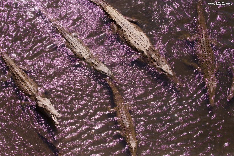 凶猛的鳄鱼图片