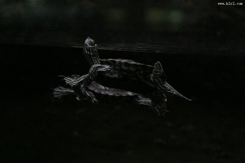 爬行缓慢的乌龟图片大全