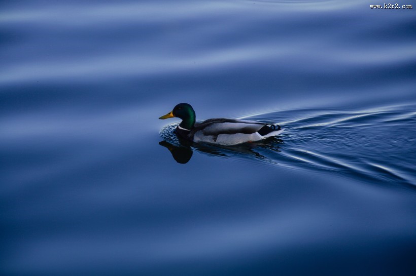 水里的鸭子图片