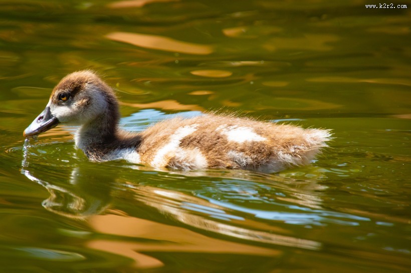 水里的鸭子图片