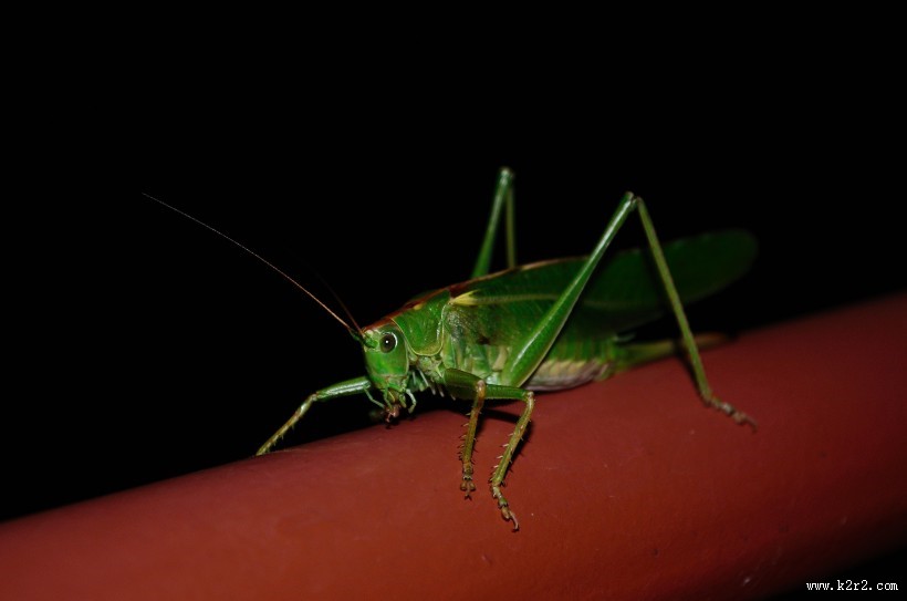 一只绿色的蚱蜢图片