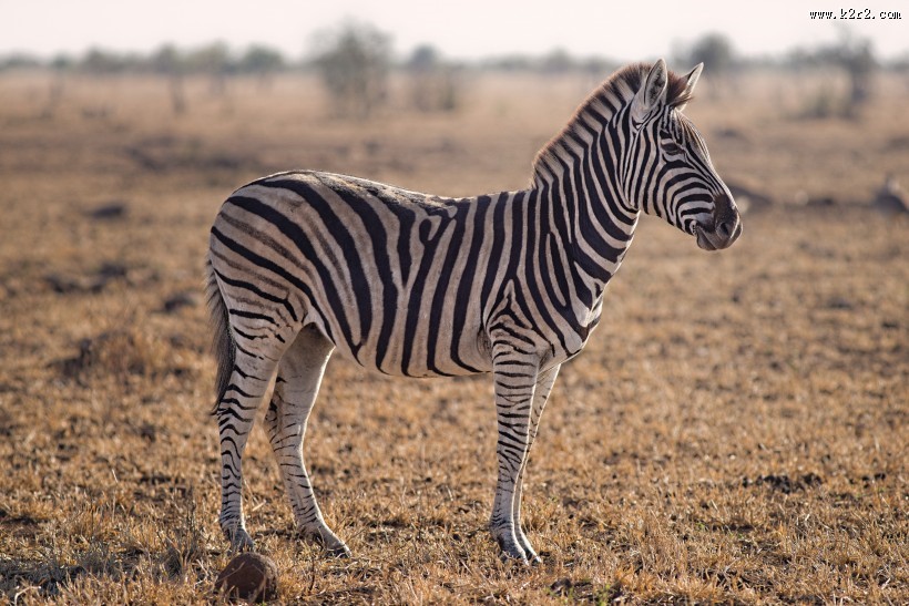 拥有黑白斑纹的斑马图片