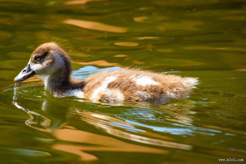 水里的鸭子图片