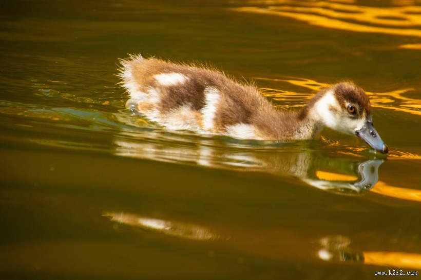 水里的鸭子图片
