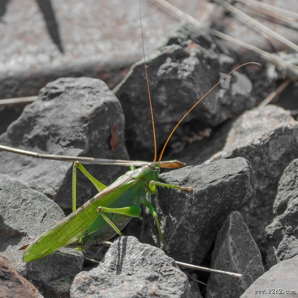 一只绿色的蚱蜢图片大全
