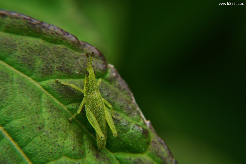 一只绿色的蚱蜢图片大全