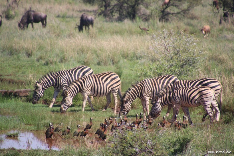拥有黑白斑纹的斑马图片大全