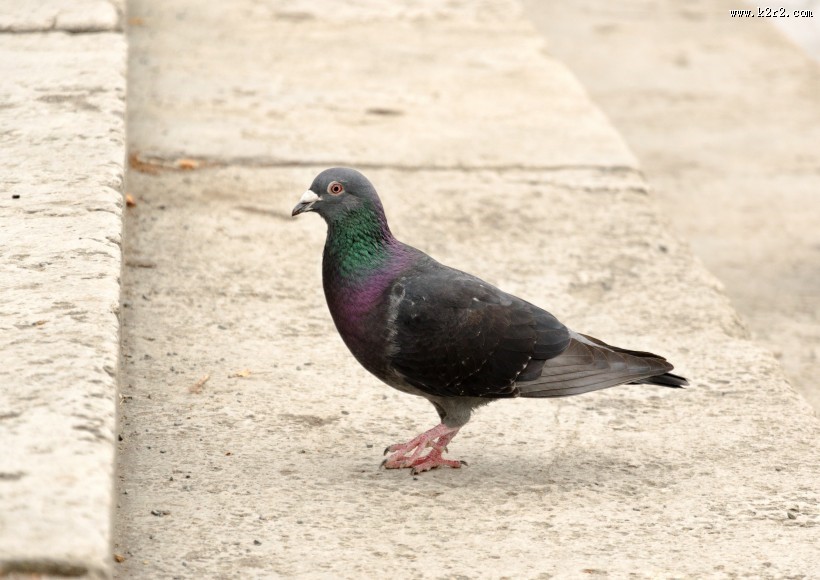 一只灰色的鸽子图片大全