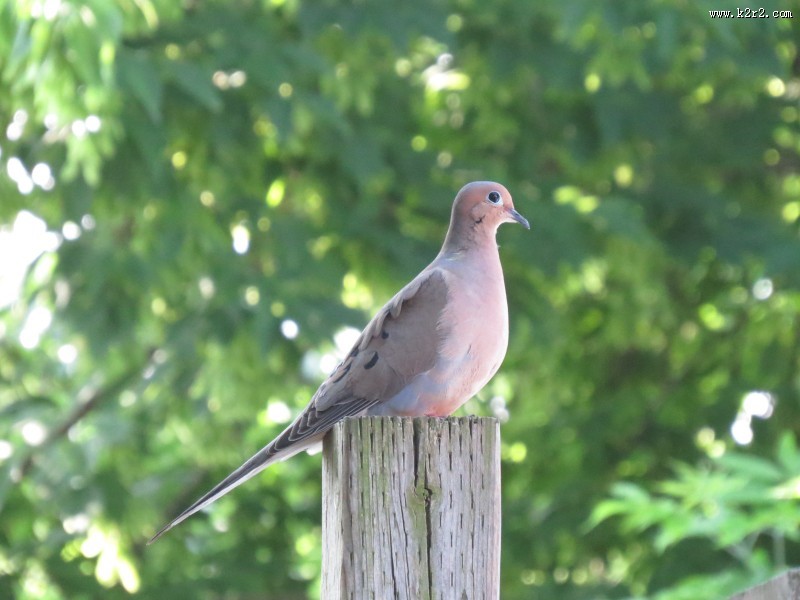 一只灰色的鸽子图片大全