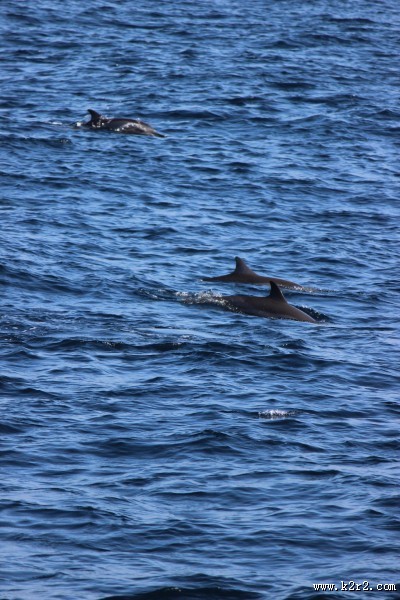 成群结队的海豚图片