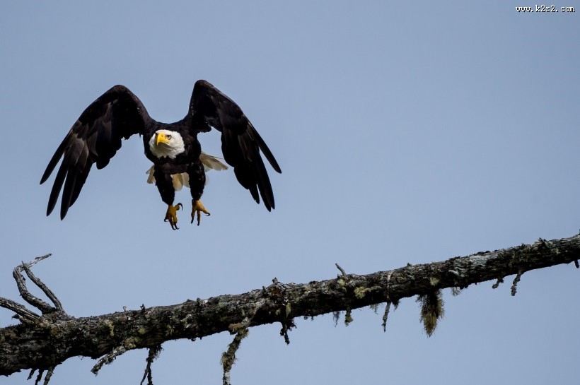 张开翅膀的老鹰图片