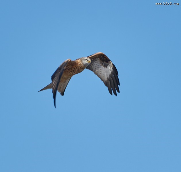 张开翅膀的老鹰图片