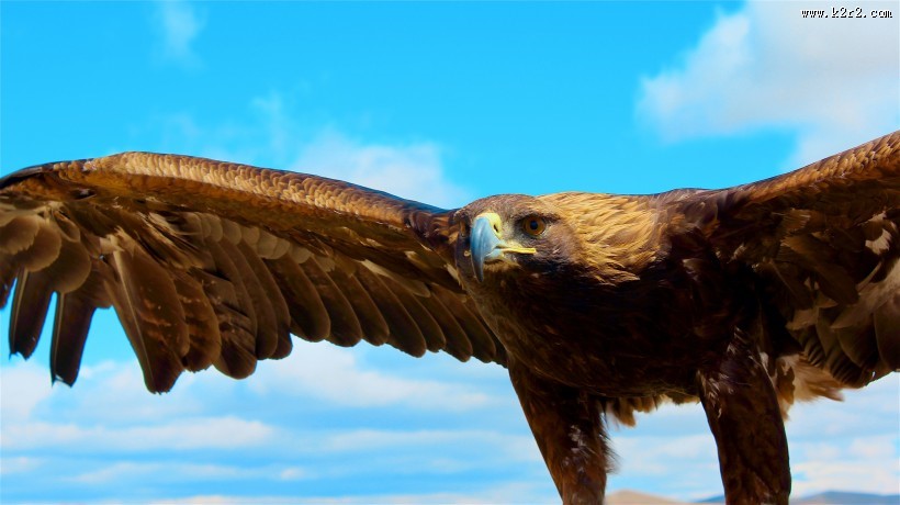 张开翅膀的老鹰图片