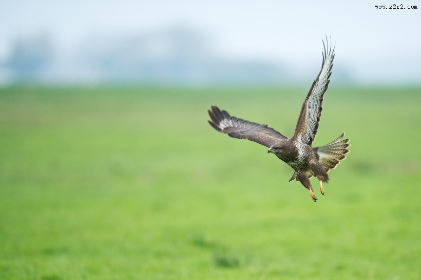 张开翅膀的老鹰图片