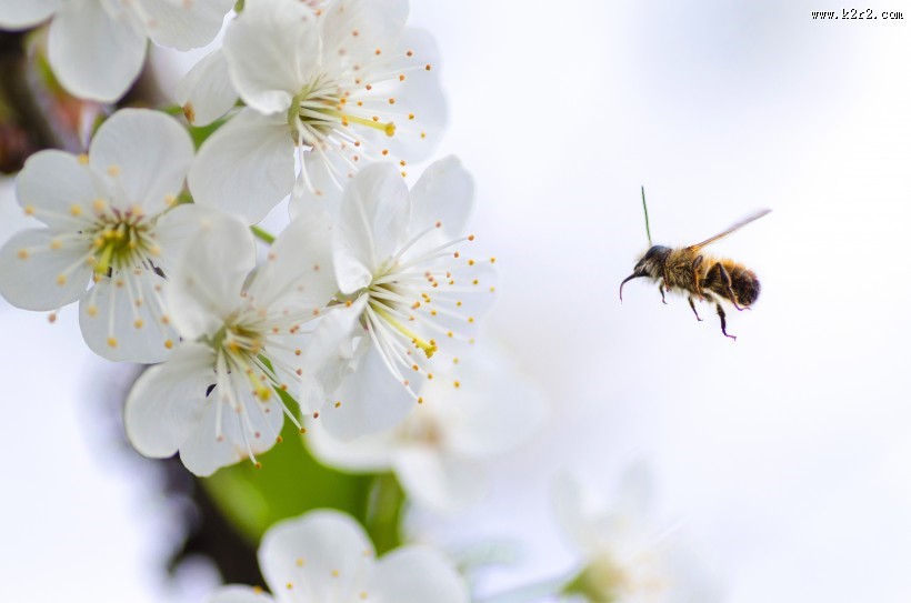 正在采花蜜的蜜蜂图片大全