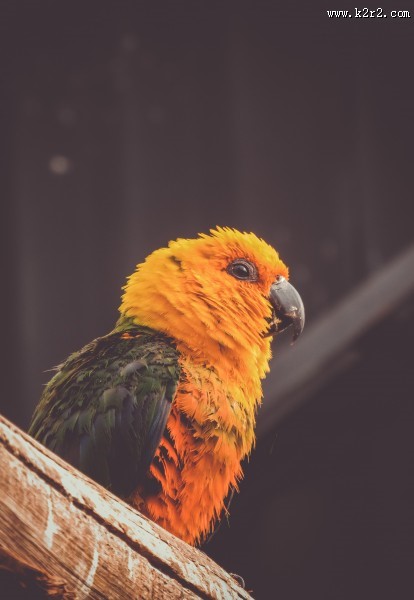 拥有鲜艳羽毛的鹦鹉图片