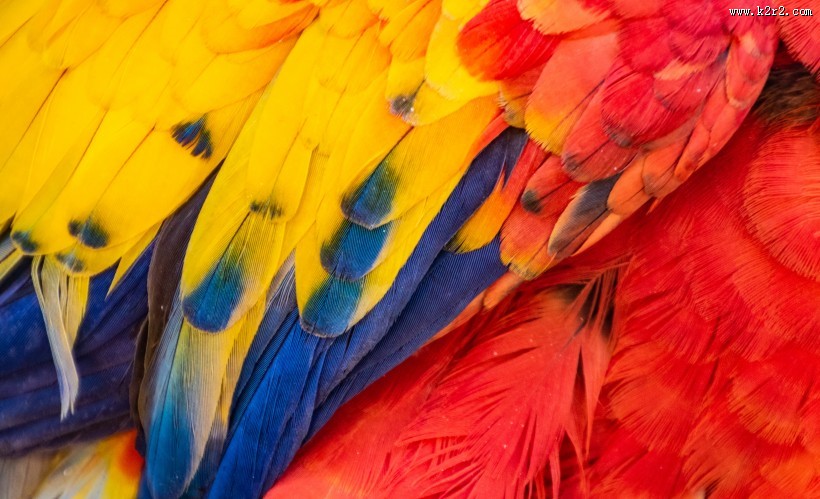 猩红金刚鹦鹉图片