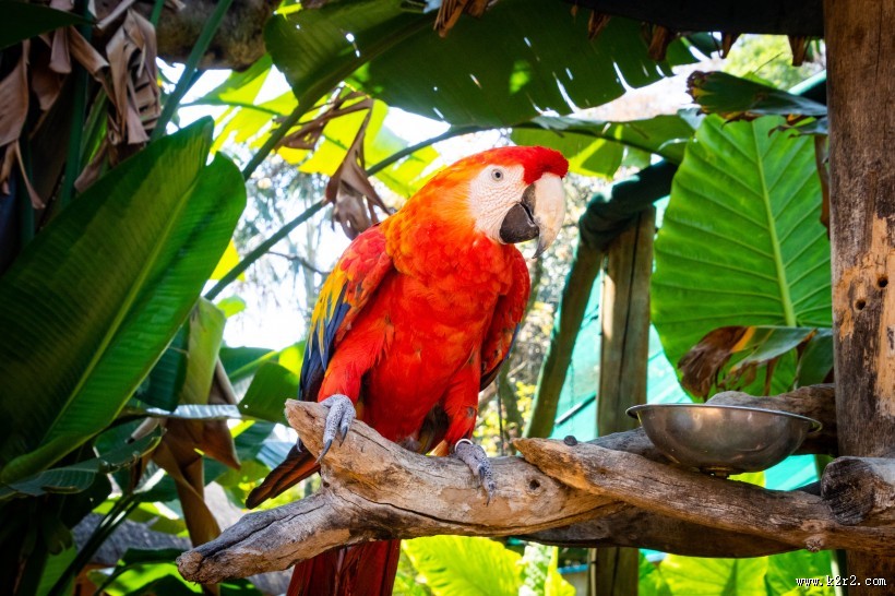 猩红金刚鹦鹉图片