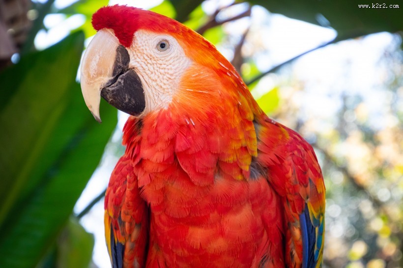 猩红金刚鹦鹉图片