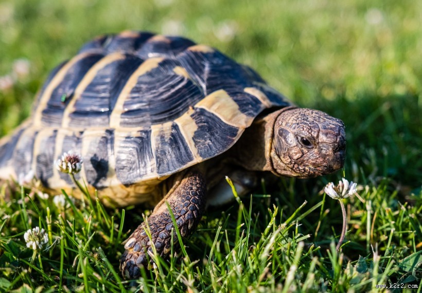 缓慢爬行的乌龟图片