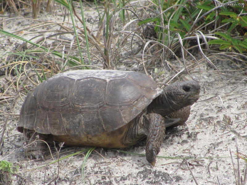 缓慢爬行的乌龟图片