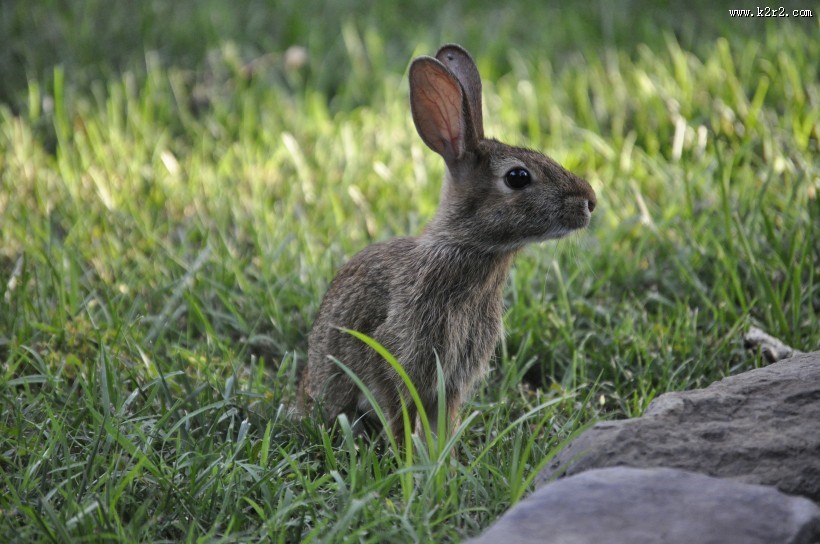 竖起双耳的兔子图片