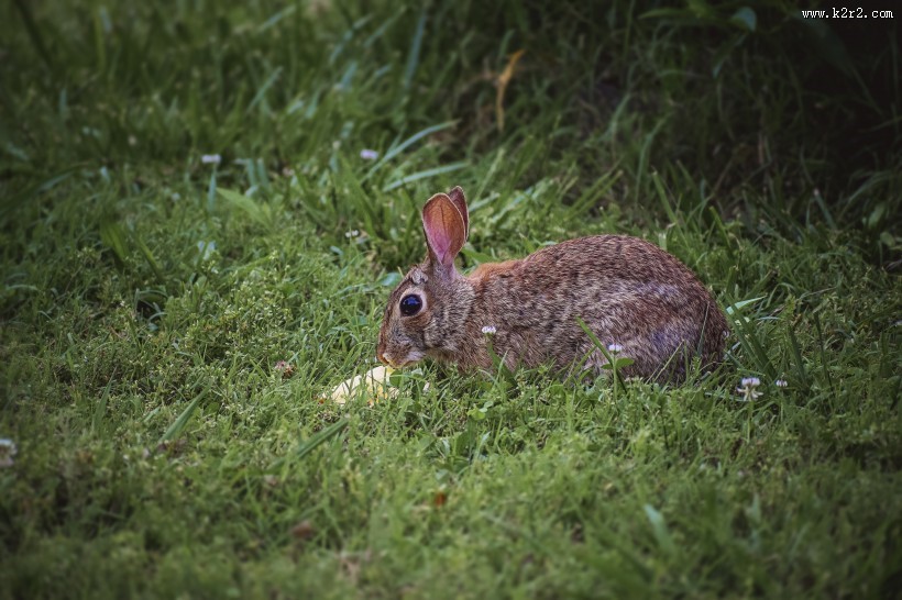 竖起双耳的兔子图片