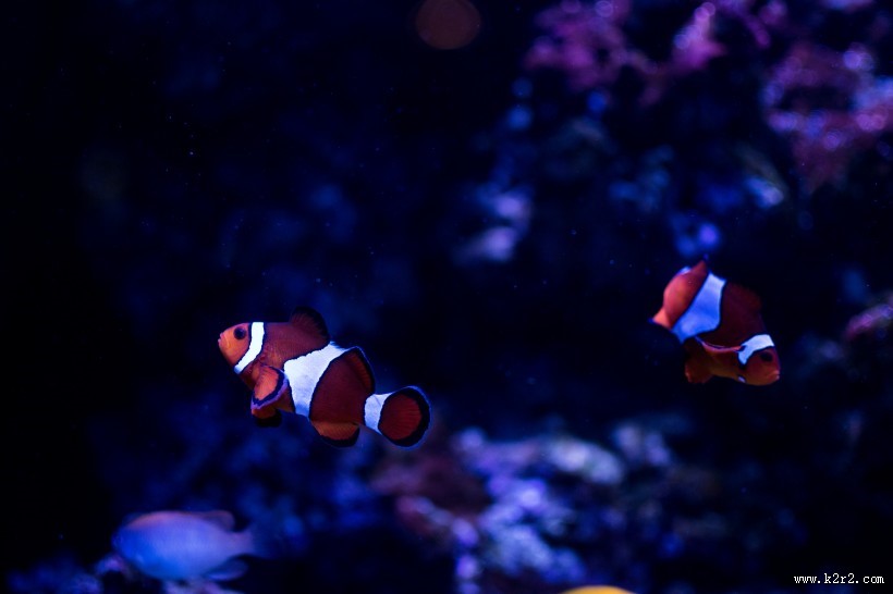 呆萌的小丑鱼图片