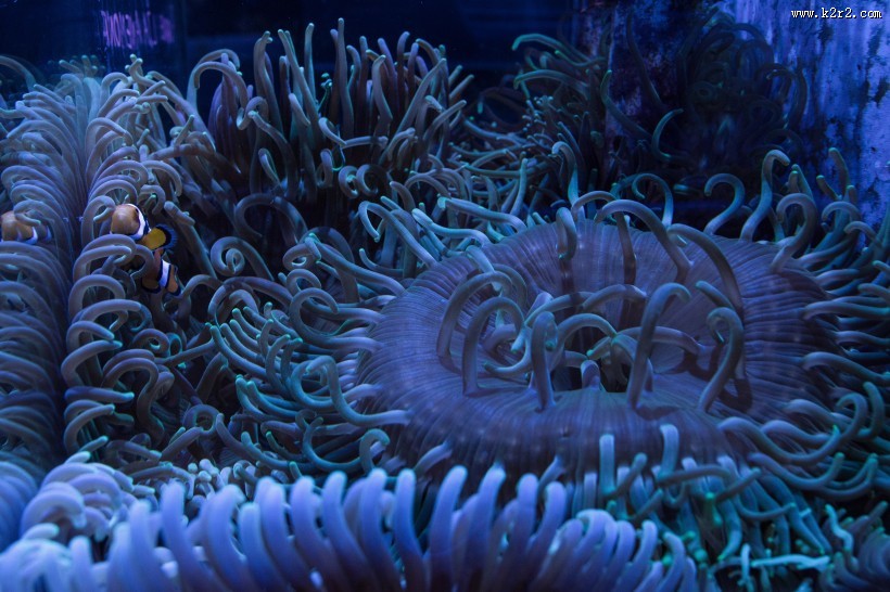 呆萌的小丑鱼图片