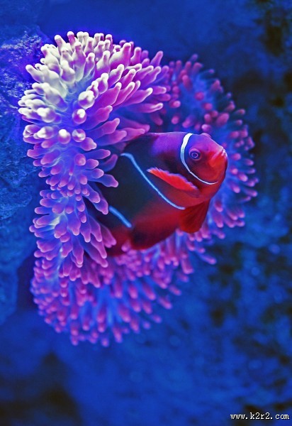 呆萌的小丑鱼图片