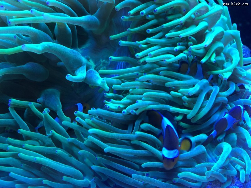 呆萌的小丑鱼图片