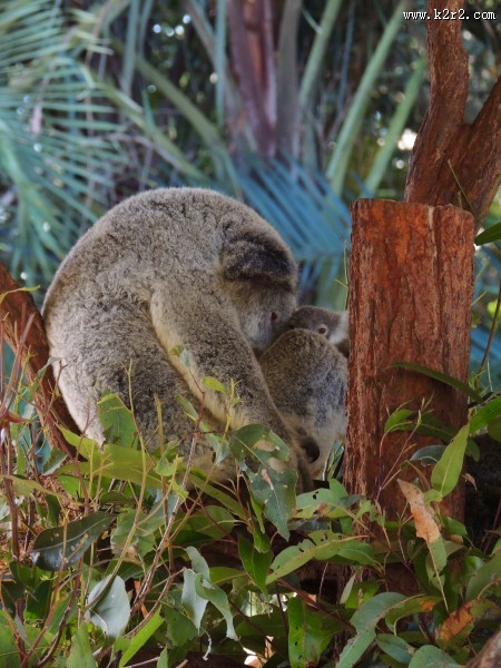 树上的考拉图片