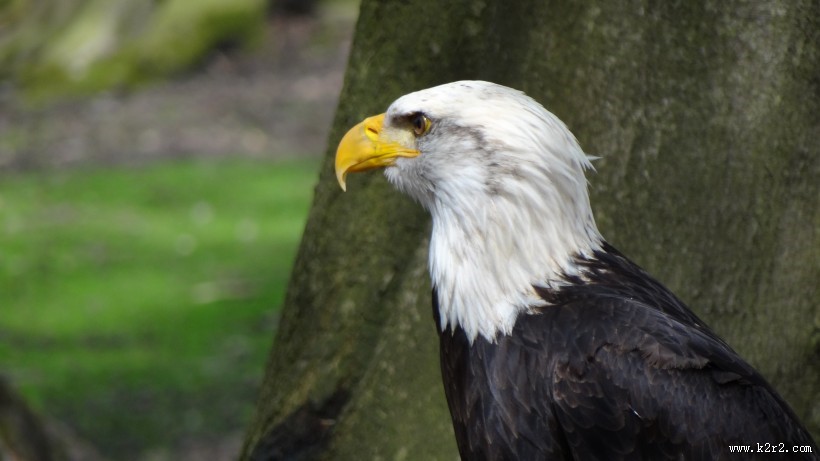 美国国鸟白头海雕头部图片大全