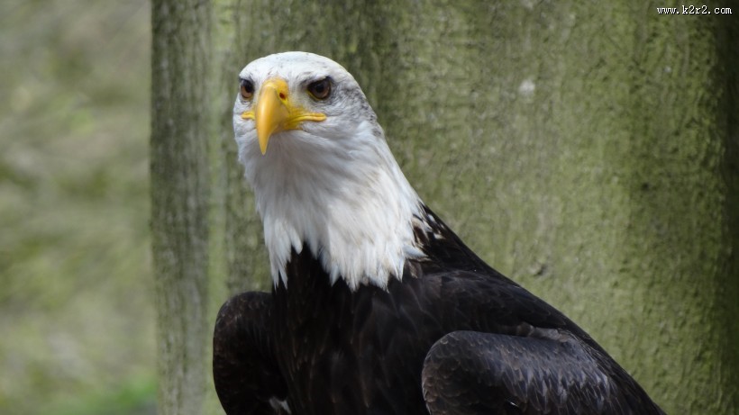 美国国鸟白头海雕头部图片大全