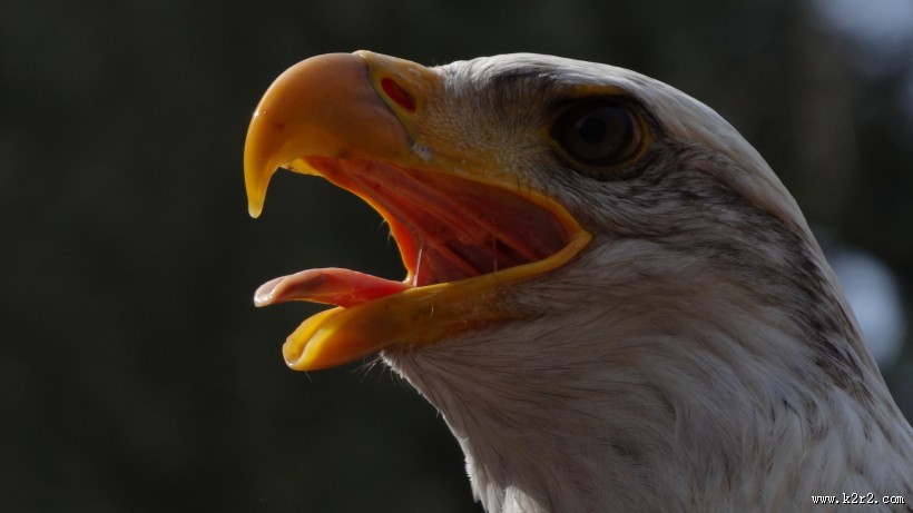 美国国鸟白头海雕头部图片大全