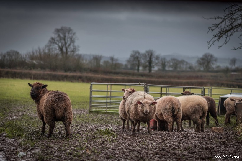 草原上的绵羊图片