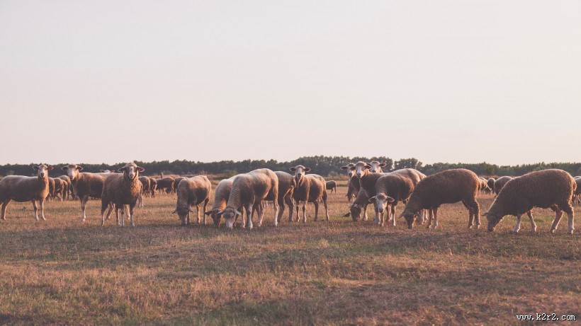 草原上的绵羊图片