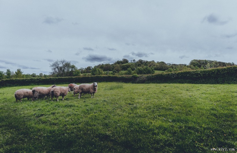 草原上的绵羊图片