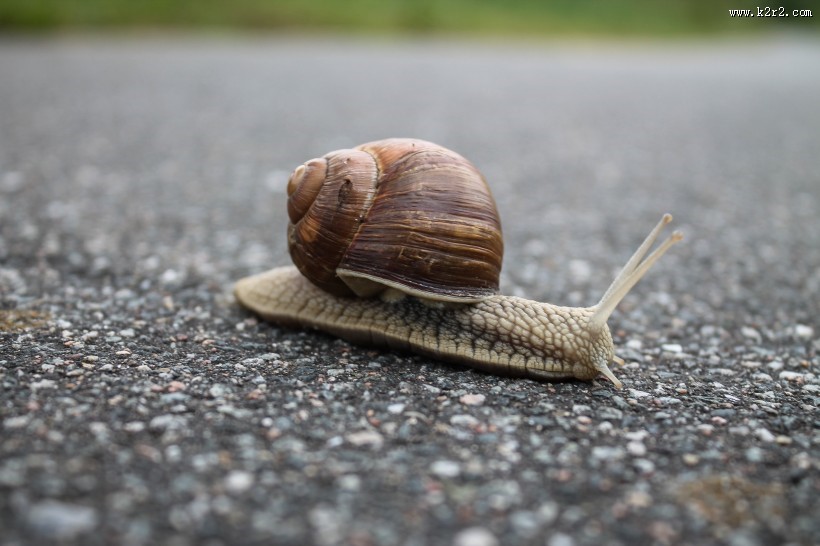 行动缓慢的蜗牛图片