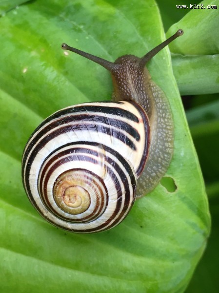 行动缓慢的蜗牛图片