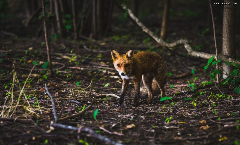 可爱的野生狐狸的图片