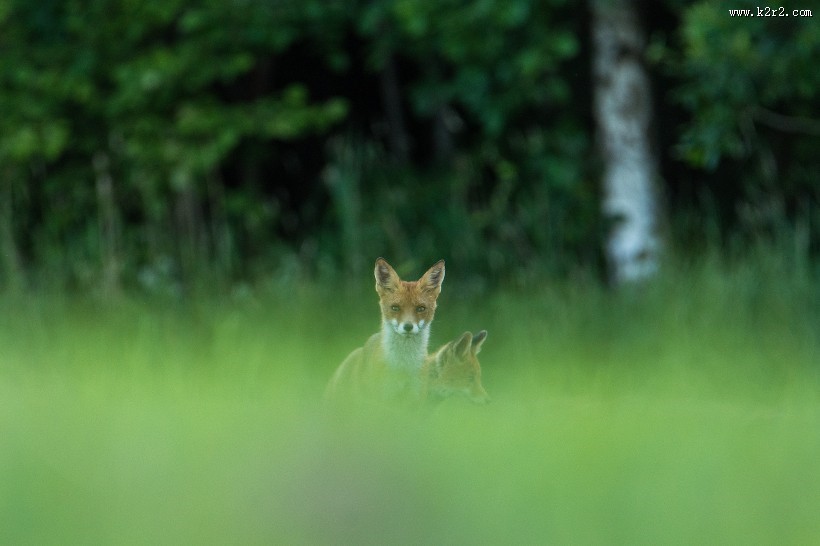 可爱的野生狐狸的图片