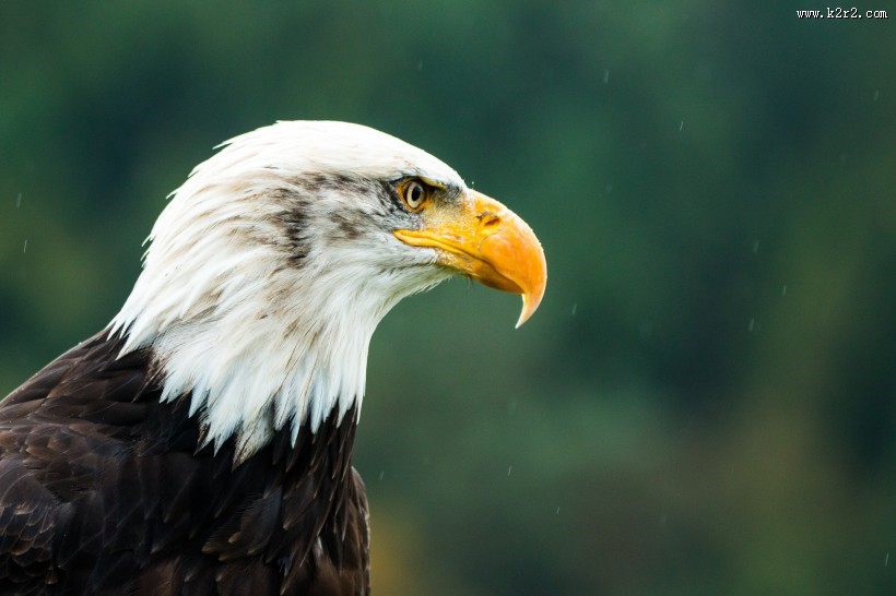 目光锐利的白头鹰图片