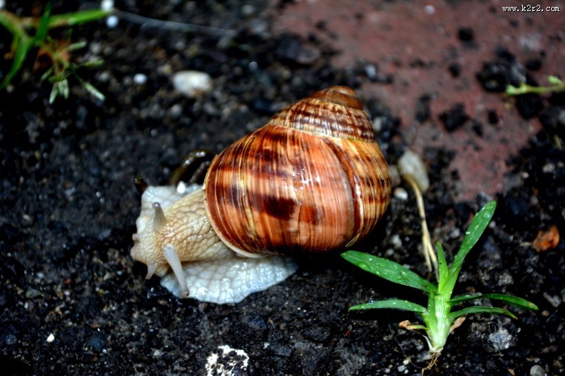 蜷缩在壳里的蜗牛图片大全
