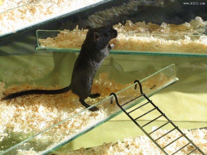 可爱的小老鼠图片