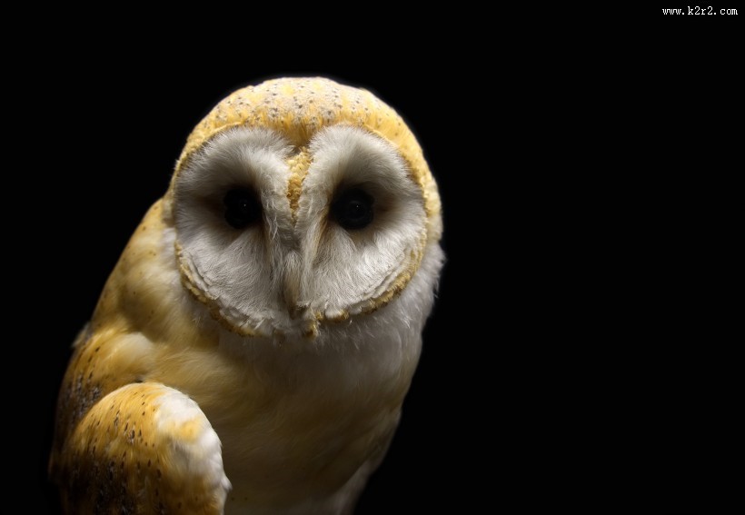 呆萌的谷仓猫头鹰图片