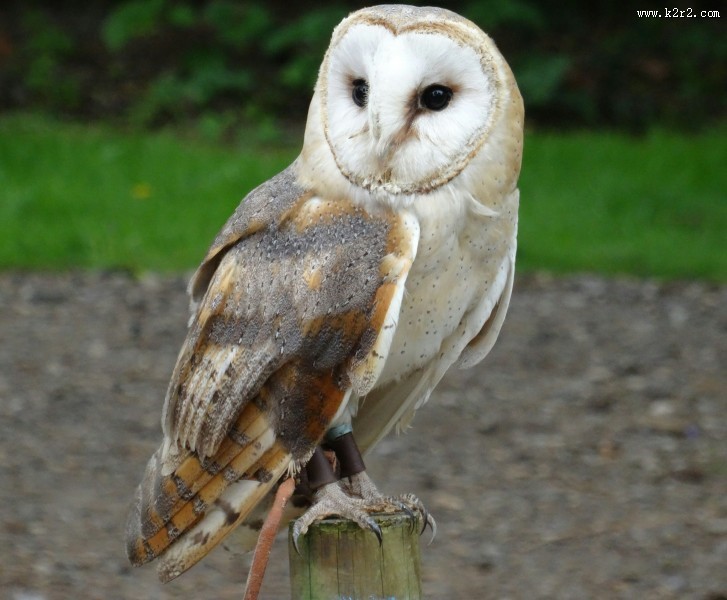 呆萌的谷仓猫头鹰图片