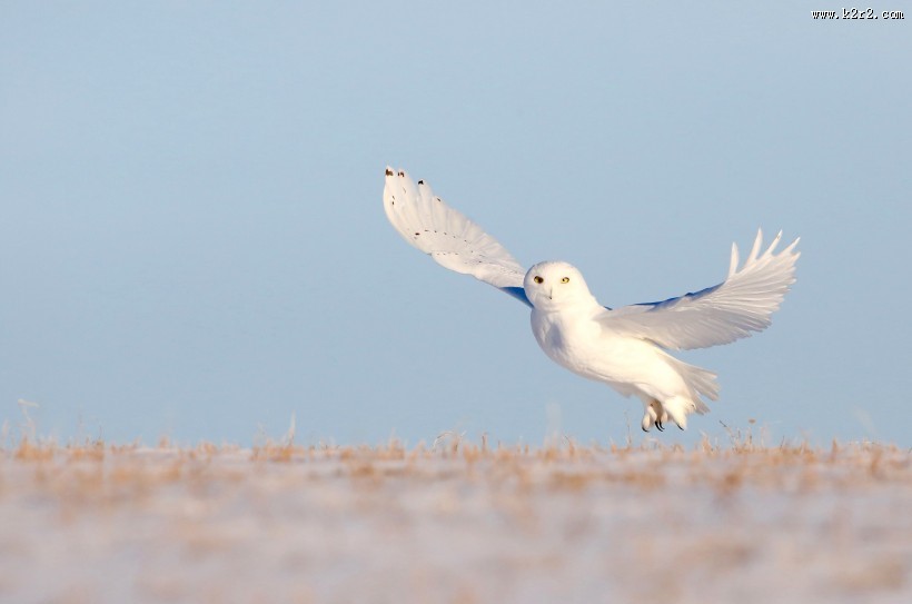 呆萌的谷仓猫头鹰图片