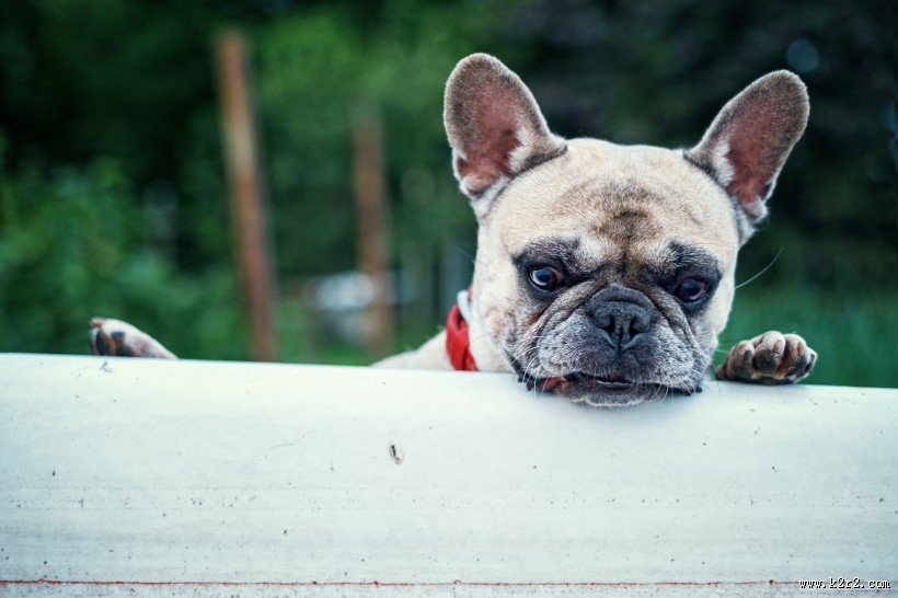 憨萌可爱的斗牛犬图片