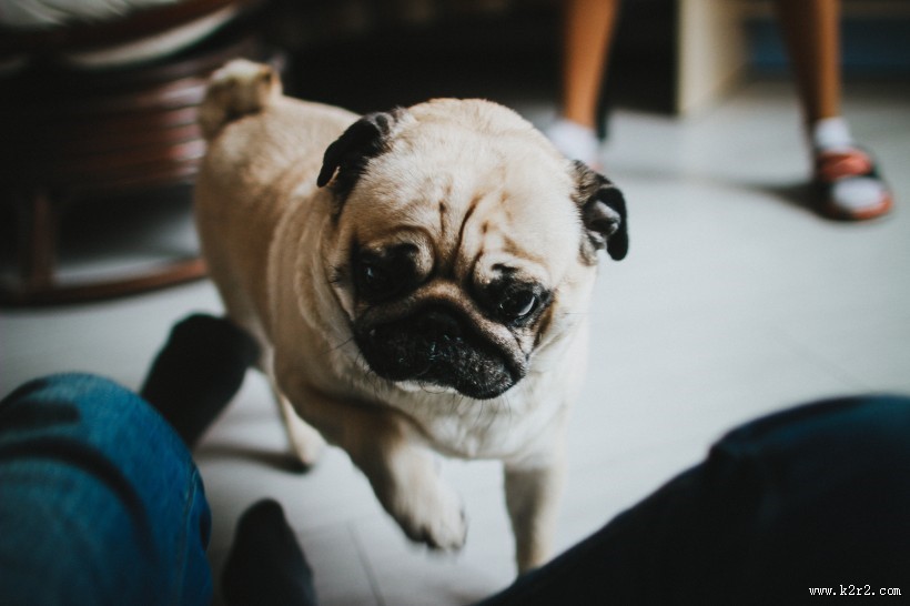 憨萌可爱的斗牛犬图片